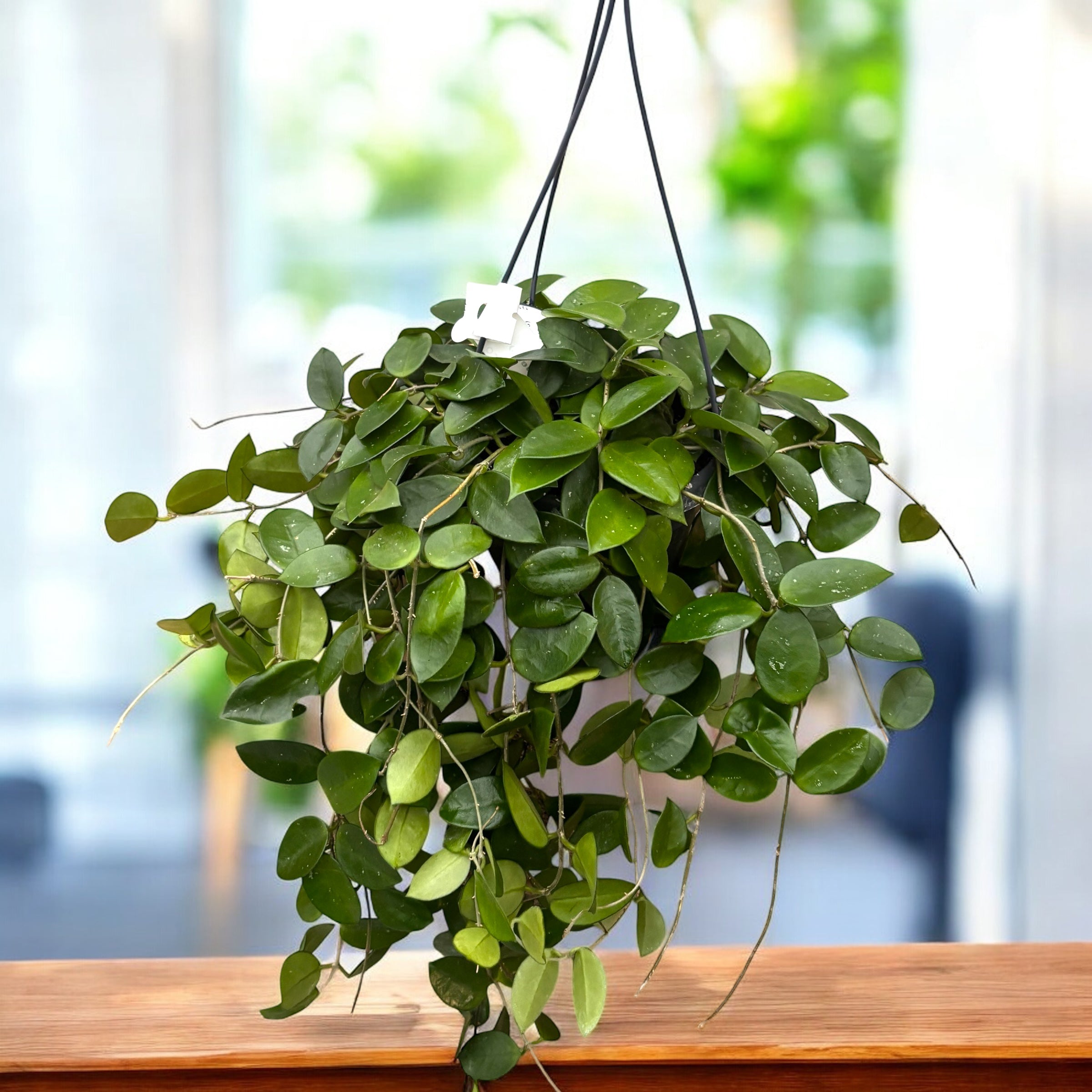 Hoya 'Chouke' (carnosa x serpens) - exemplare dezvoltate