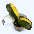 Phalaenopsis Summer Breath 'Variegata'