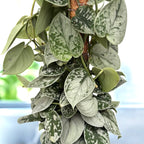 Scindapsus pictus 'Silvery Ann' (7-8 piante/vaso)