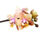 Phalaenopsis Aromio Carola - intensiv duftende Blüten