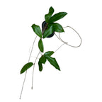 Hoya erythrina 'Red' (Nara)