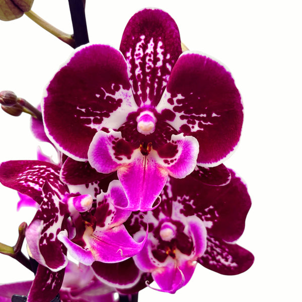 Phalaenopsis OX Purple Fairy große Lippe