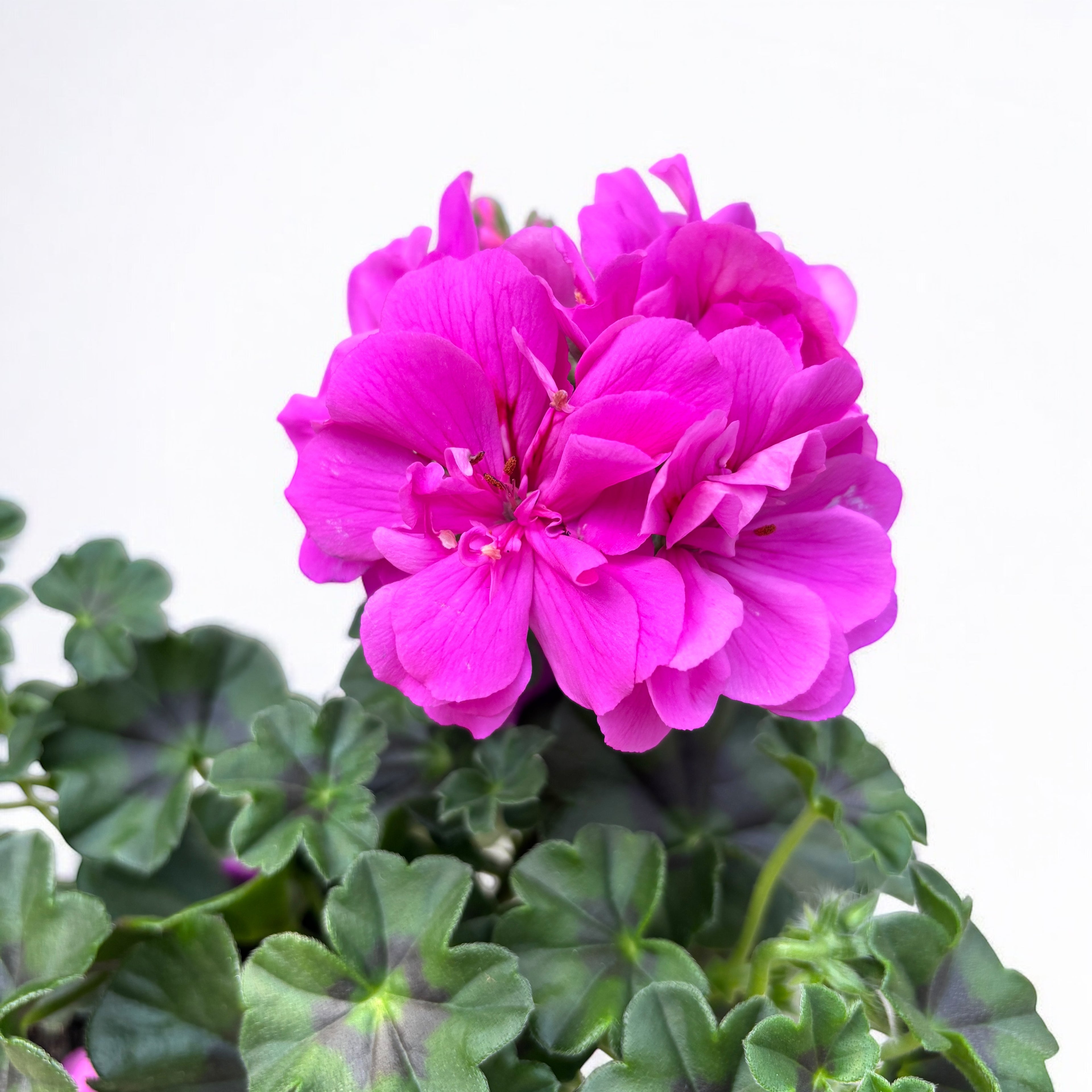 Pelargonium (Peltatum Grp) 'Double Purple' - muscate cu flori duble