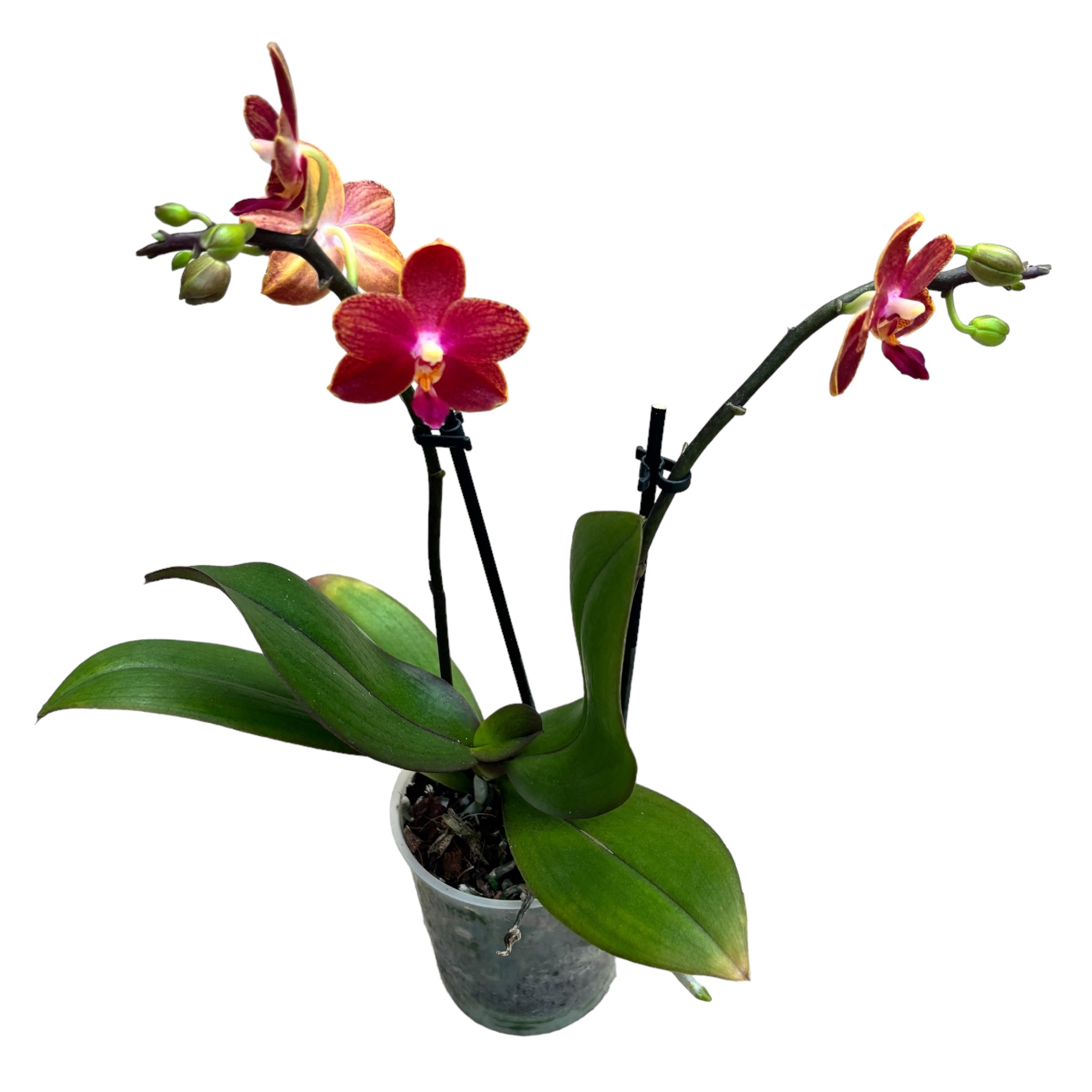 Phalaenopsis Target - fleurs parfumées