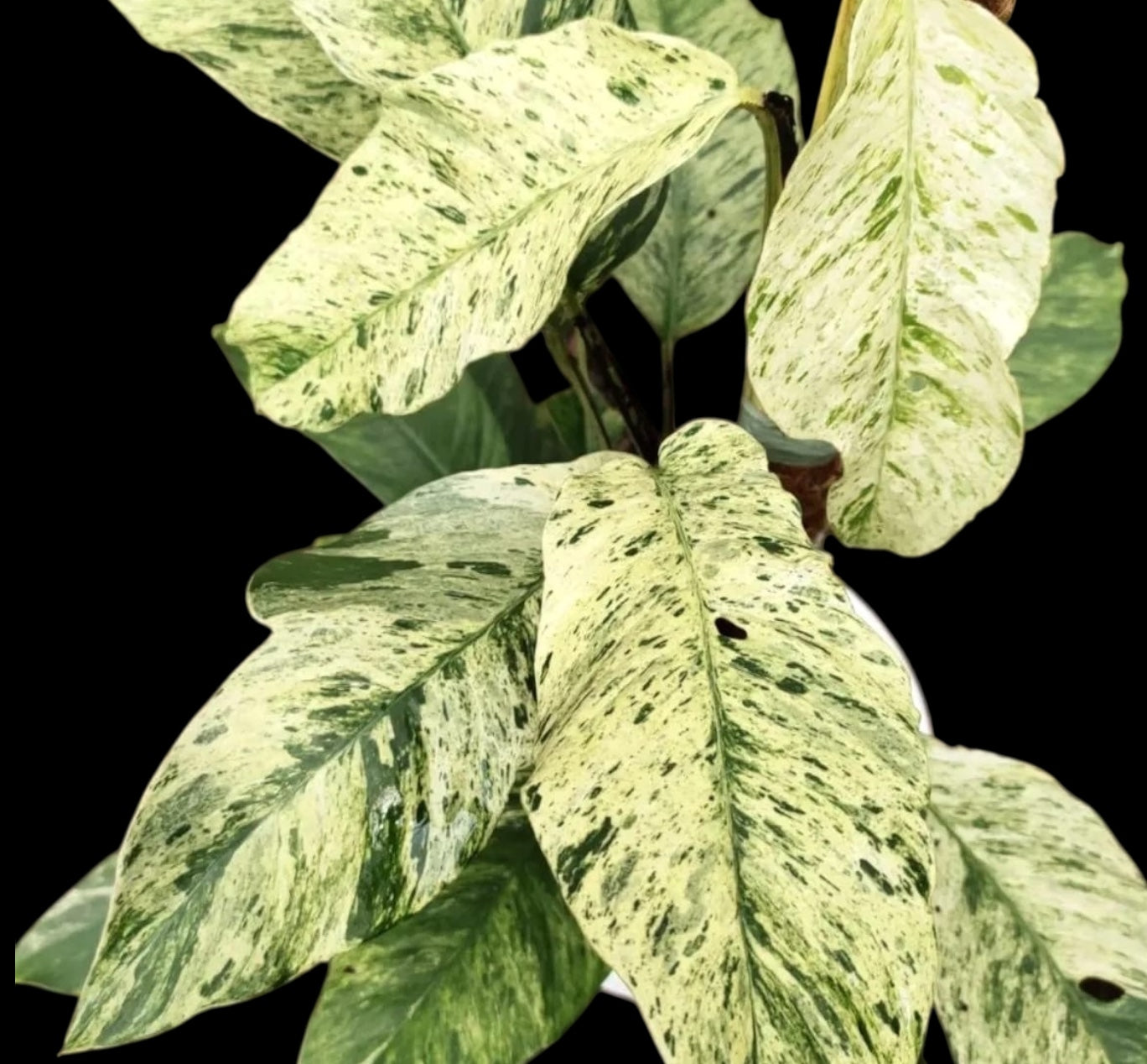 Rhaphidophora puberula ‘Variegata’ (strong variegation) – contrast puternic, efect tropical rar