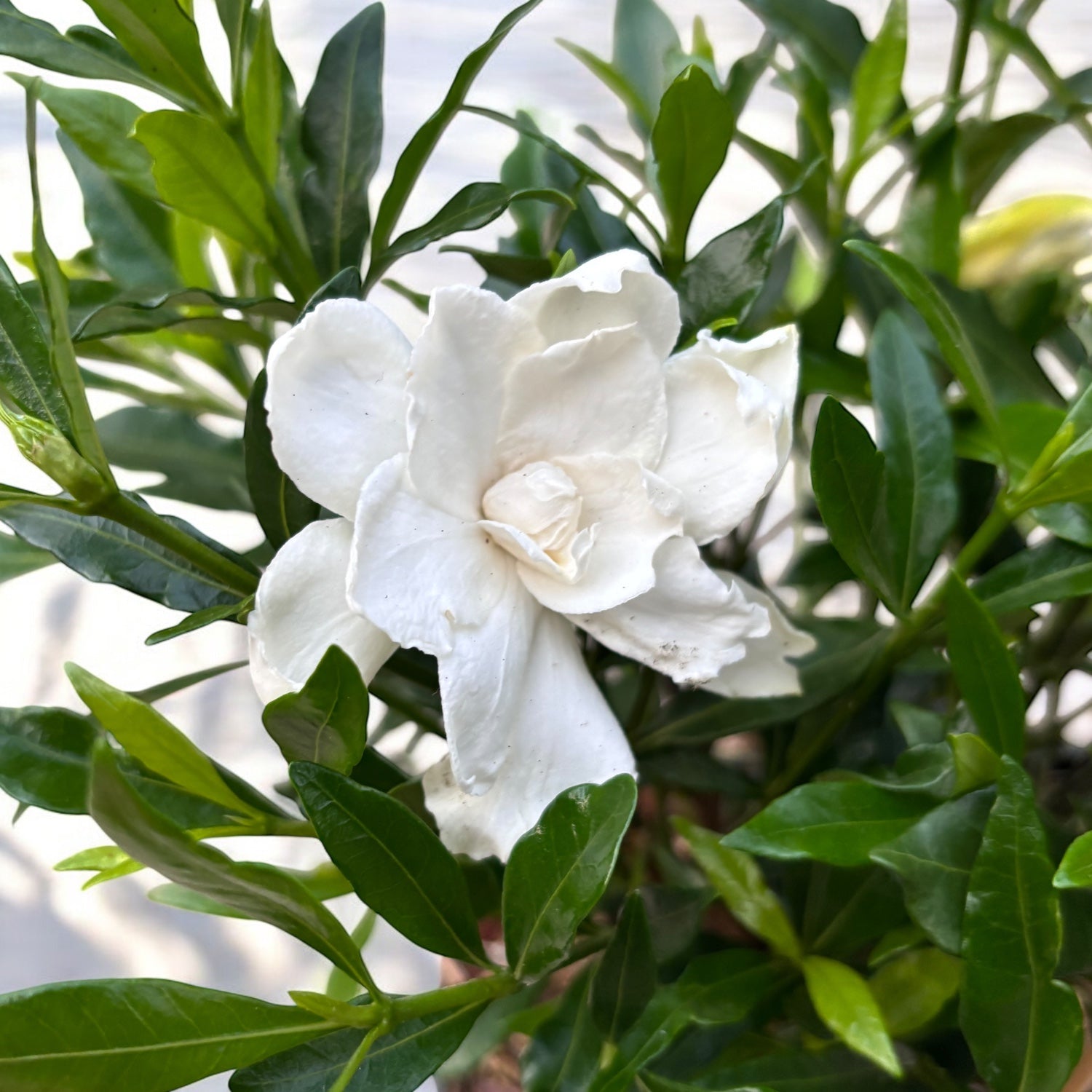 Gardenia Jasminoides 'Fool Proof' (rezista si in gradina) - flori intens parfumate