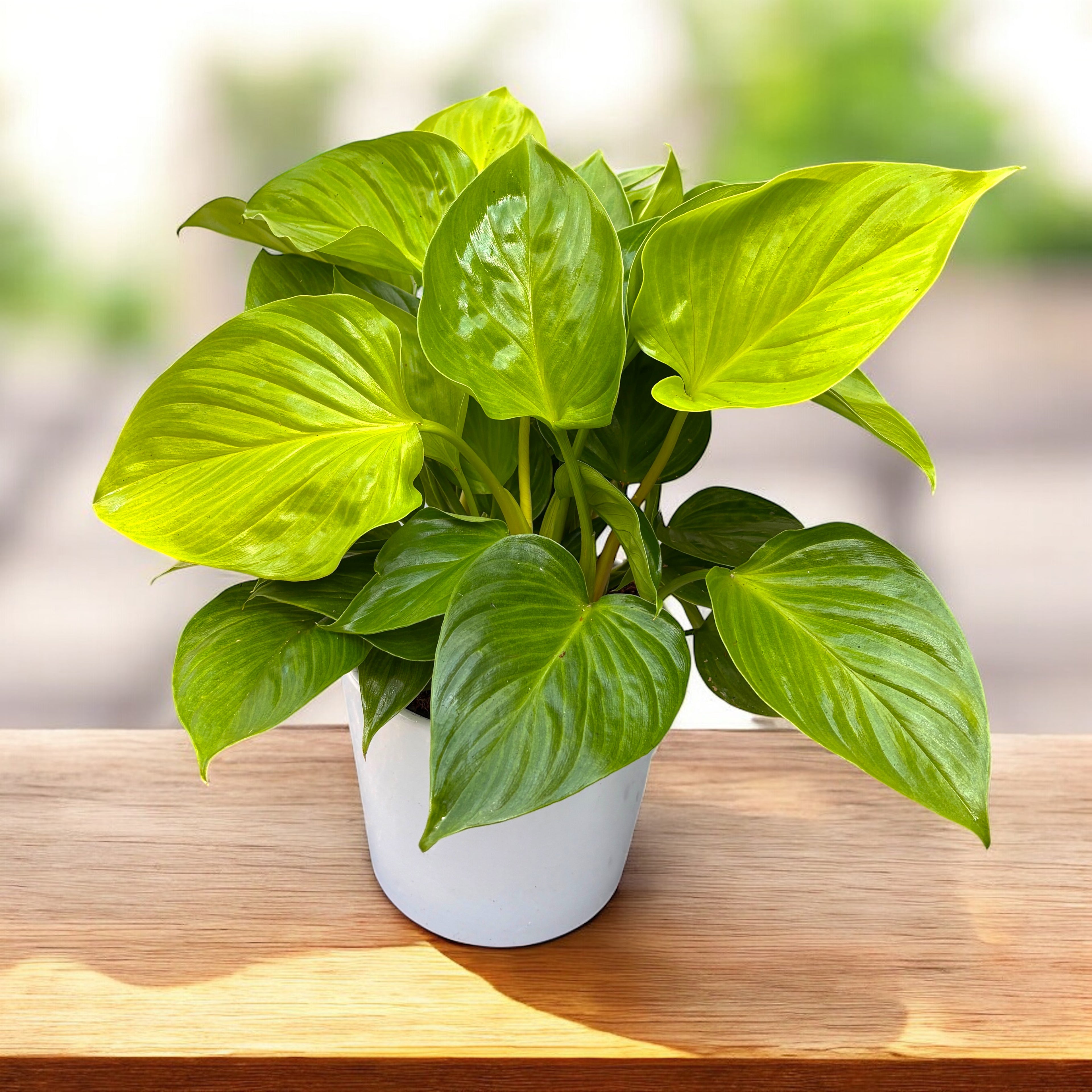 Homalomena rubescens 'Lemon Lime' (Queen of hearts) D14