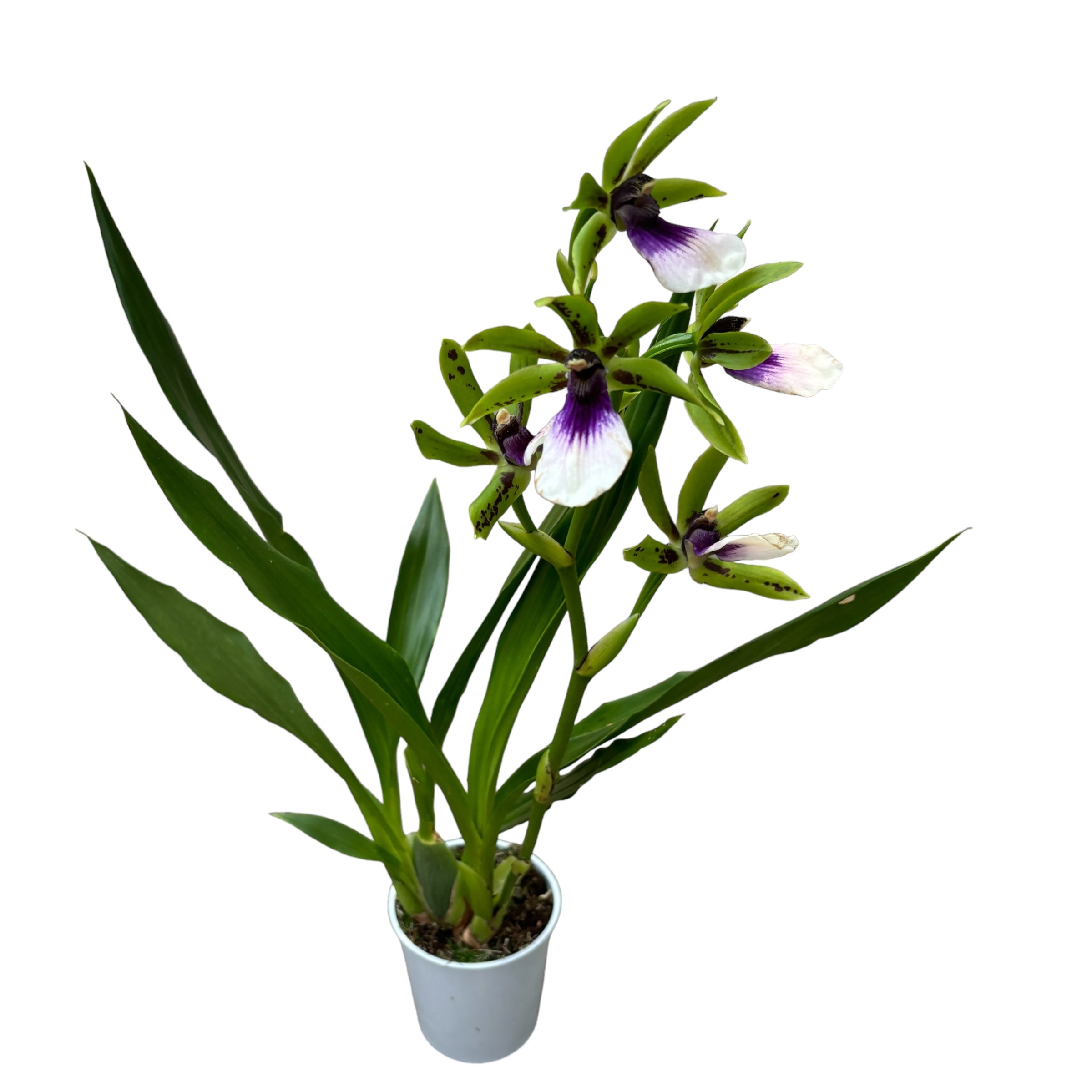 Zygoneria Freestyle Meadows (variation)* parfumat