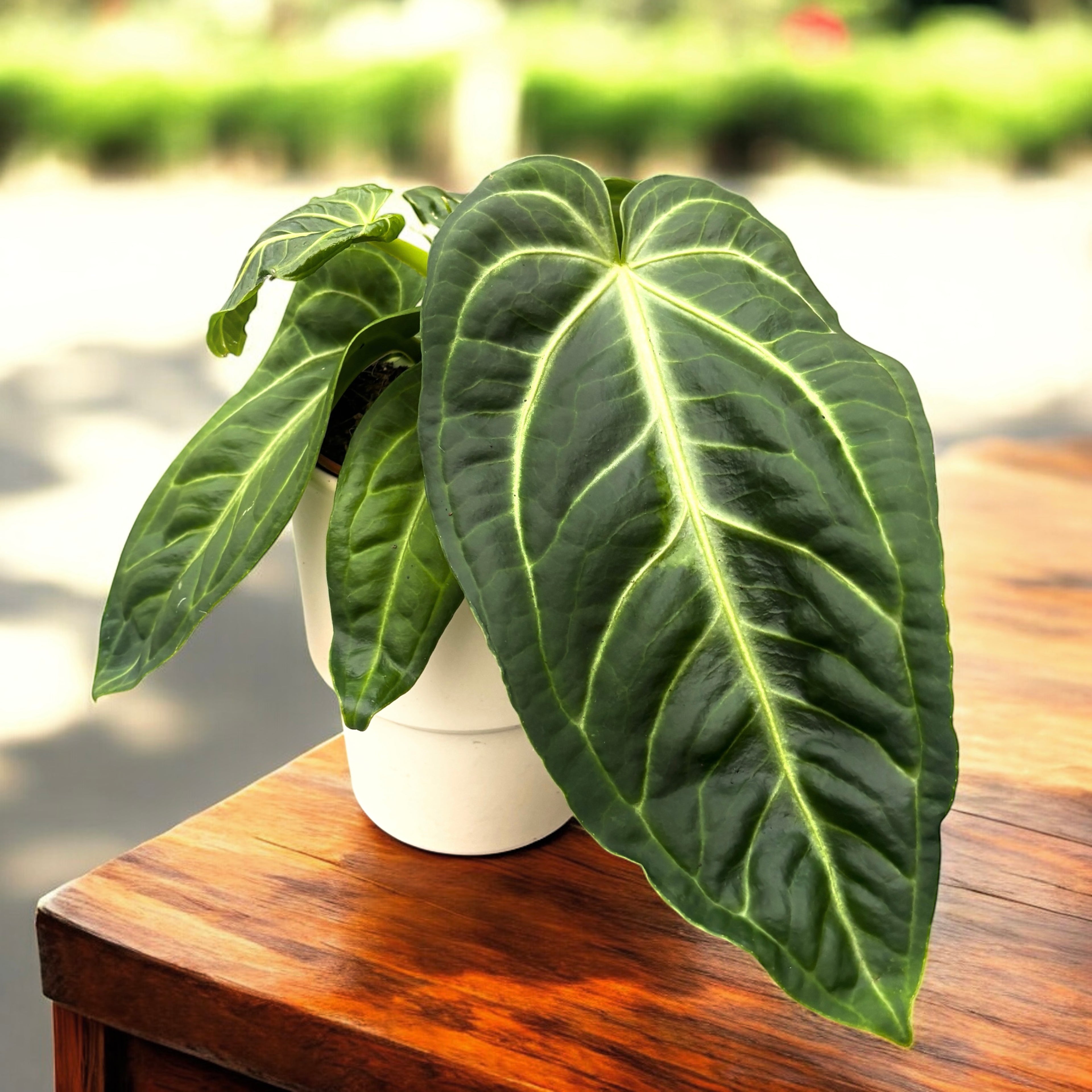 Anthurium villenaorum - frunzis catifelat si textura luxurianta