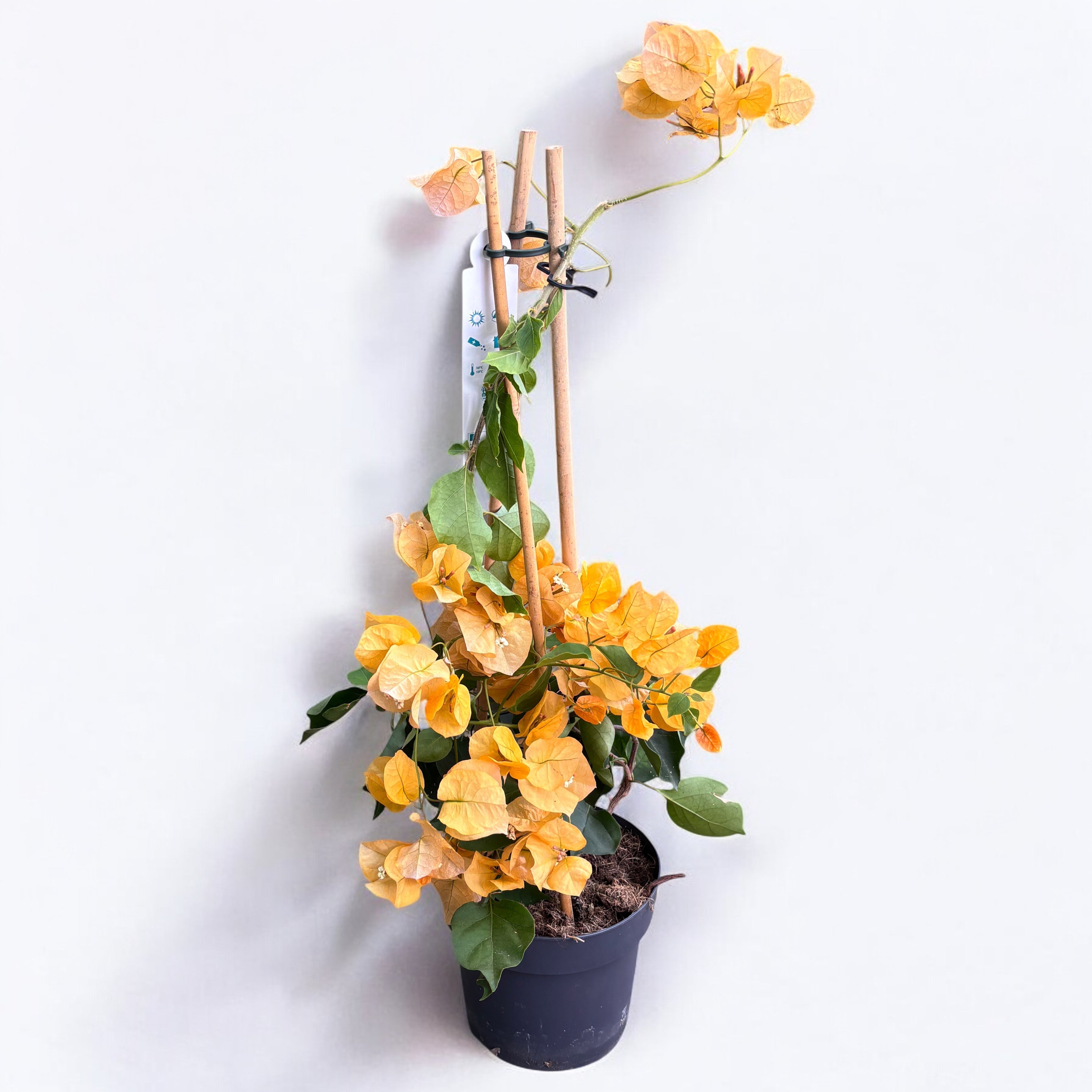 Bougainvillea 'Yellow’ - Floarea de hartie galben - auriu