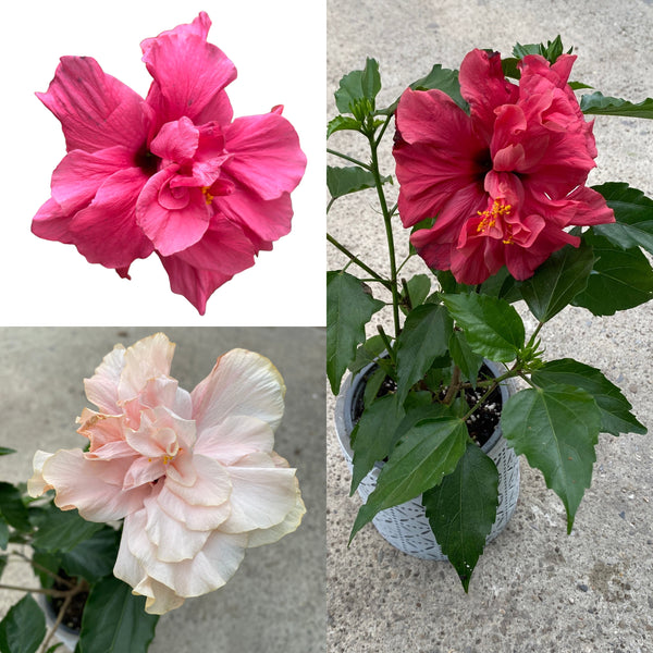 Japanese rose with double flower (2 colors/pot)