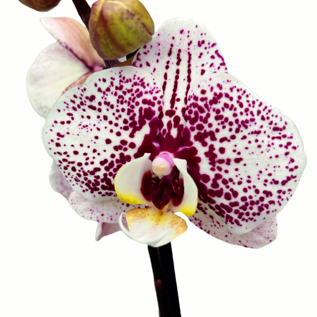 Phalaenopsis Dutch Beauty