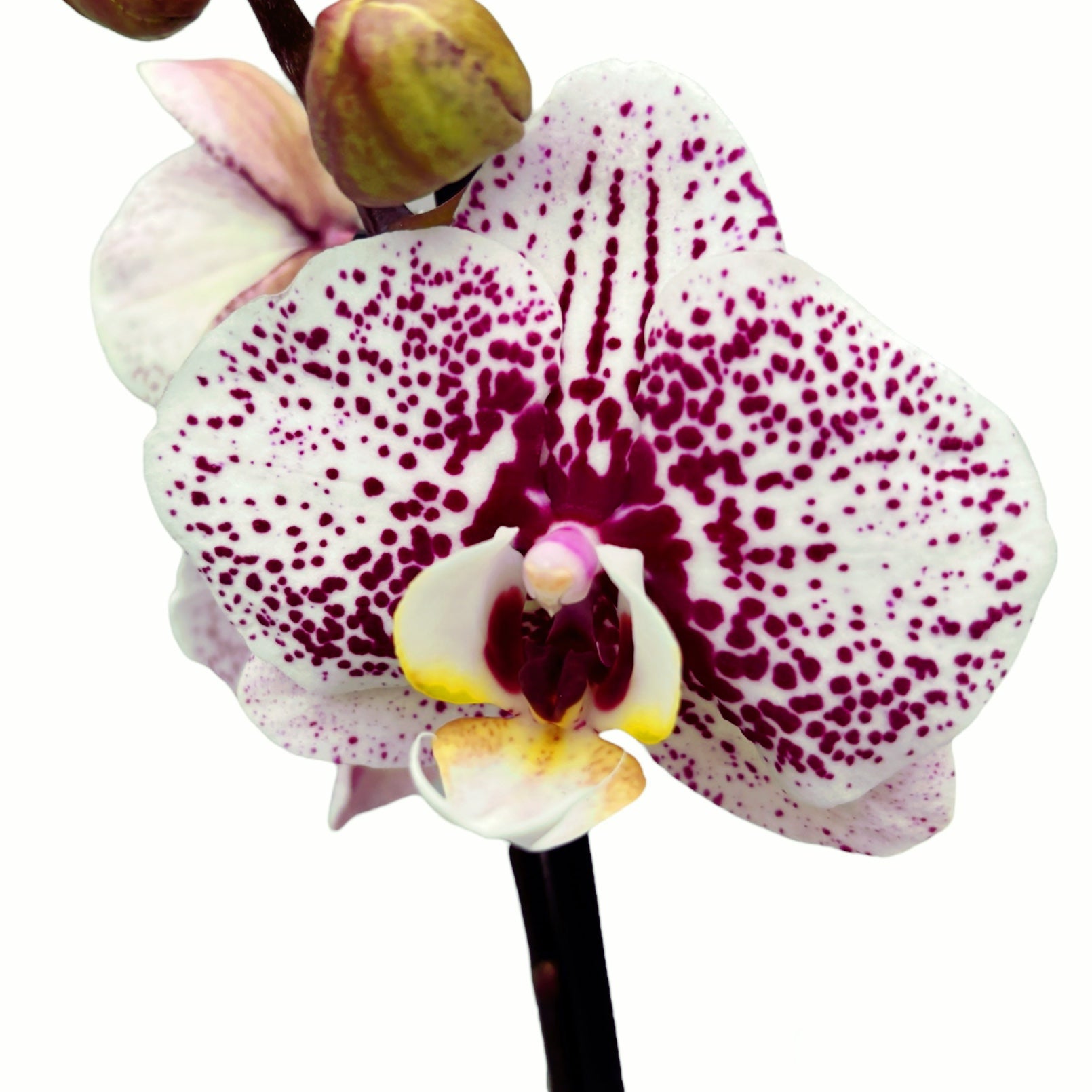 Phalaenopsis Dutch Beauty