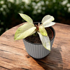 Philodendron 'Snowdrift'