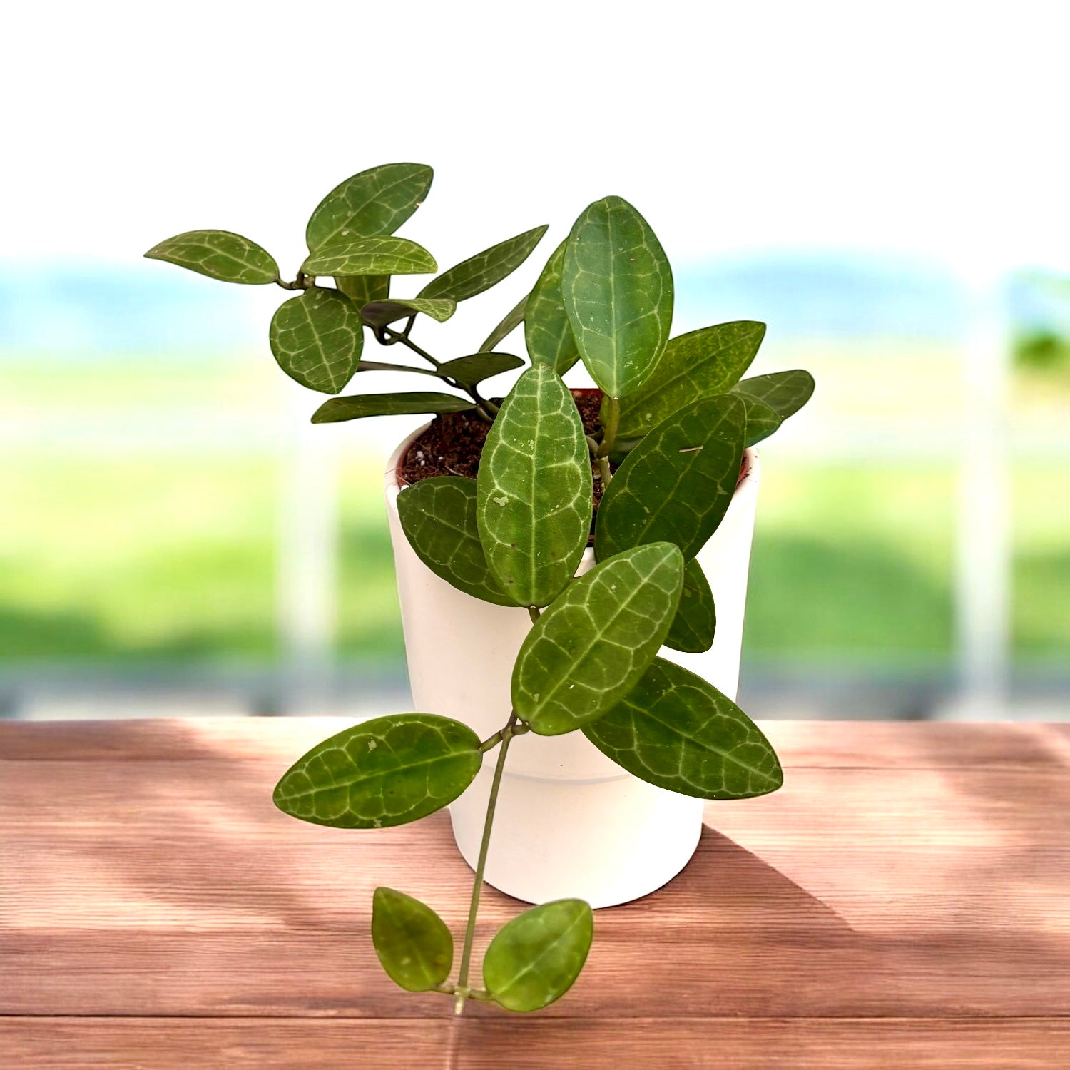 Hoya elliptica (Turtle Shell Hoya) - full pots