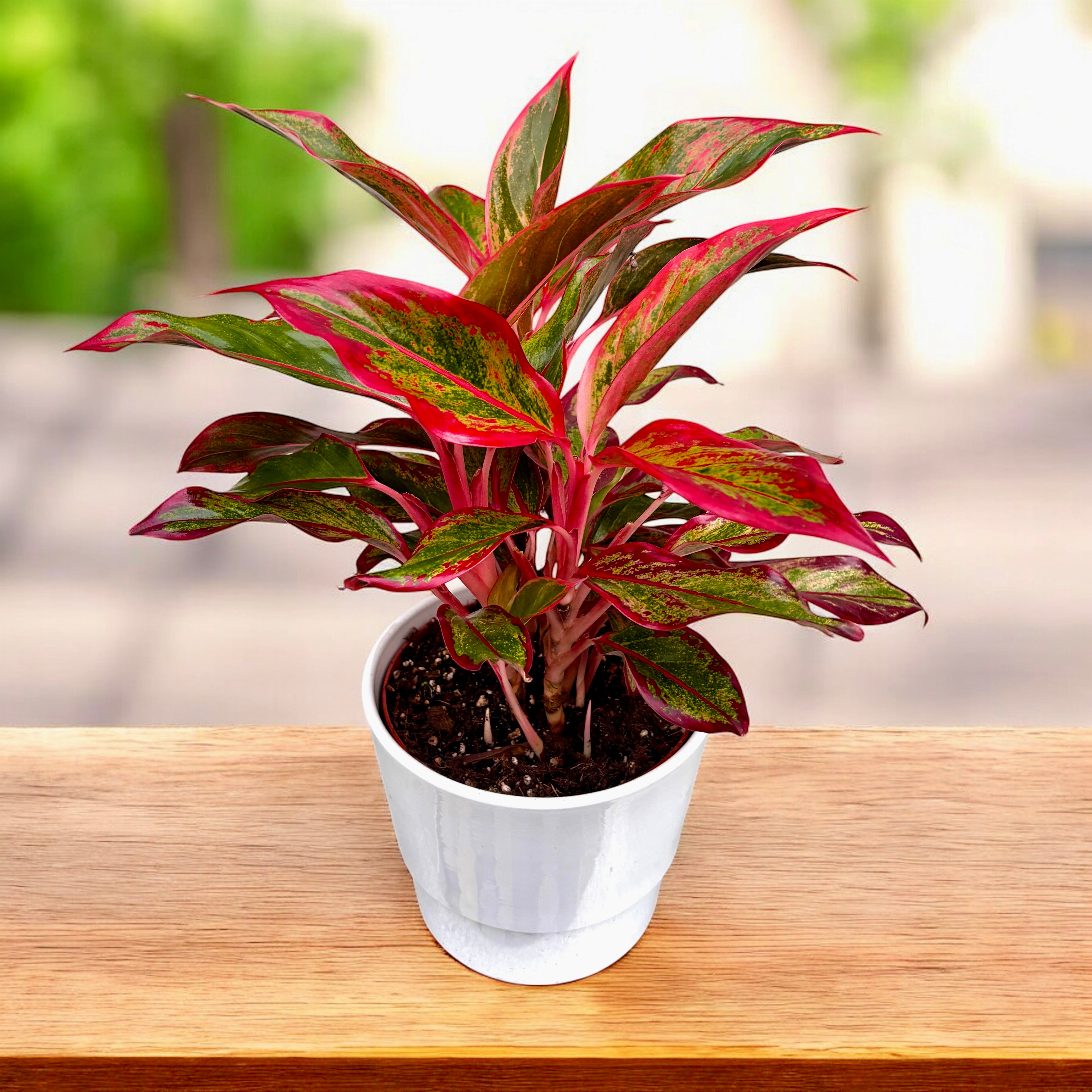 Aglaonema 'Crete Flame' 2pp - exemplare XL