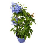 Plumbago auriculata (floarea dragostei)