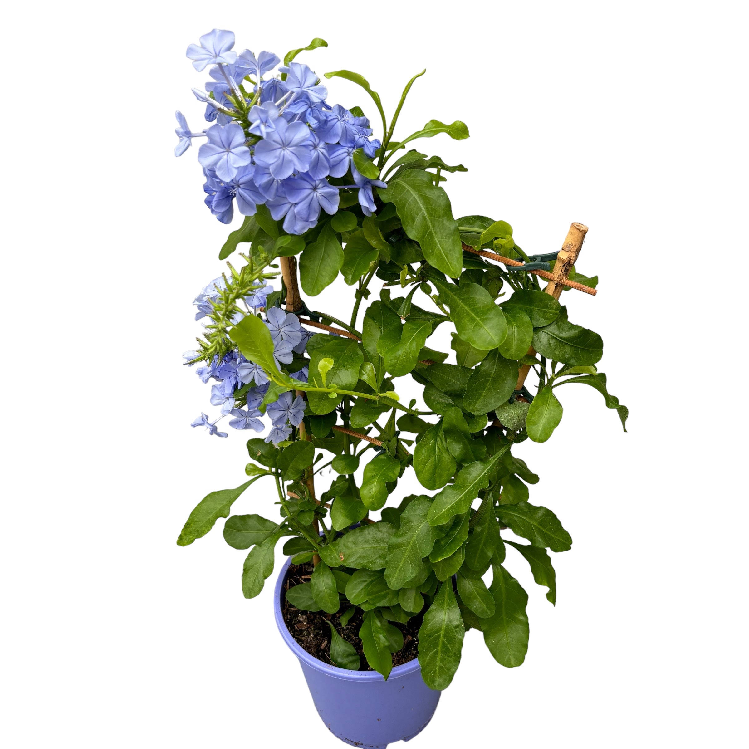 Plumbago auriculata (rakkauskukka)