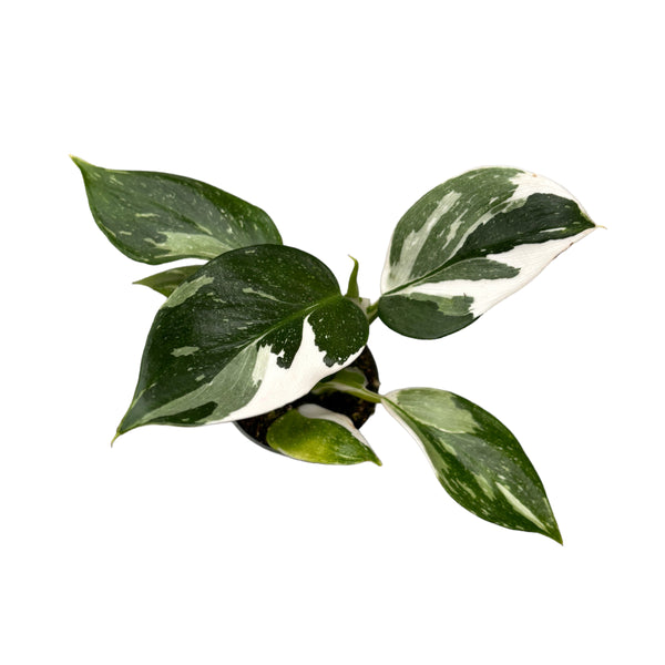 Philodendron White Wizard (babyplant)