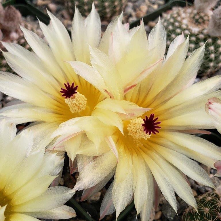 Notocactus elegans (Parodia elegans)