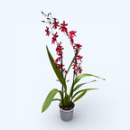 Burrageara Stefan Isler (orhidee rosie)