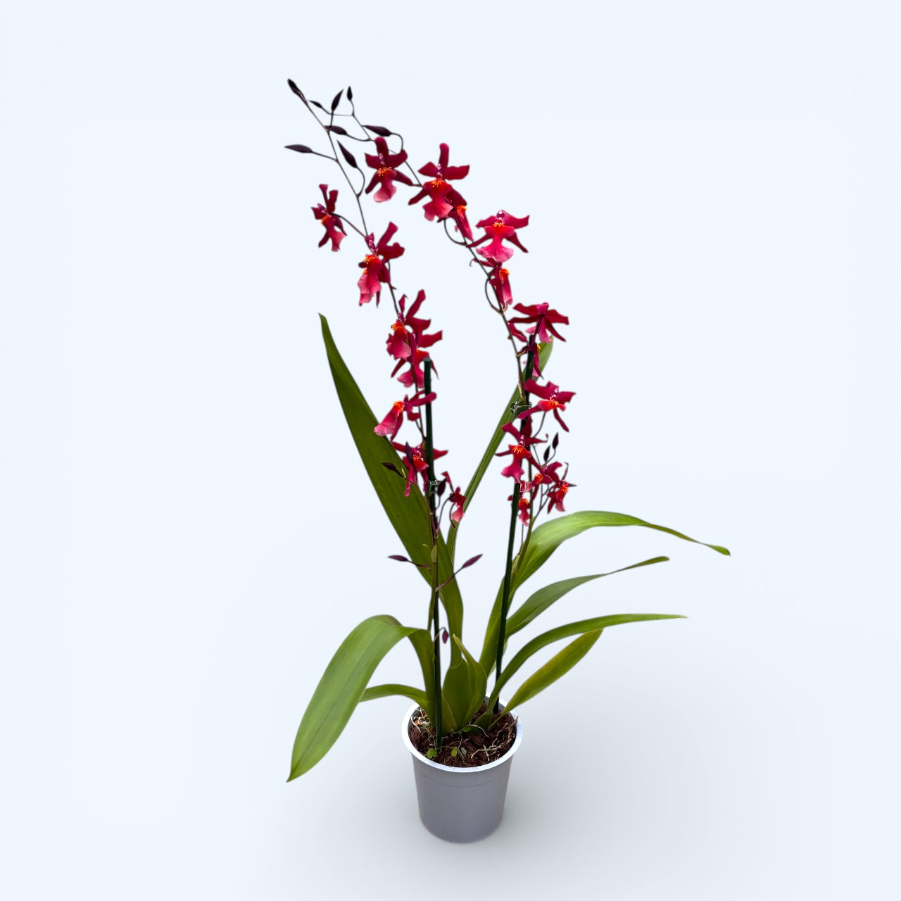 Burrageara Stefan Isler