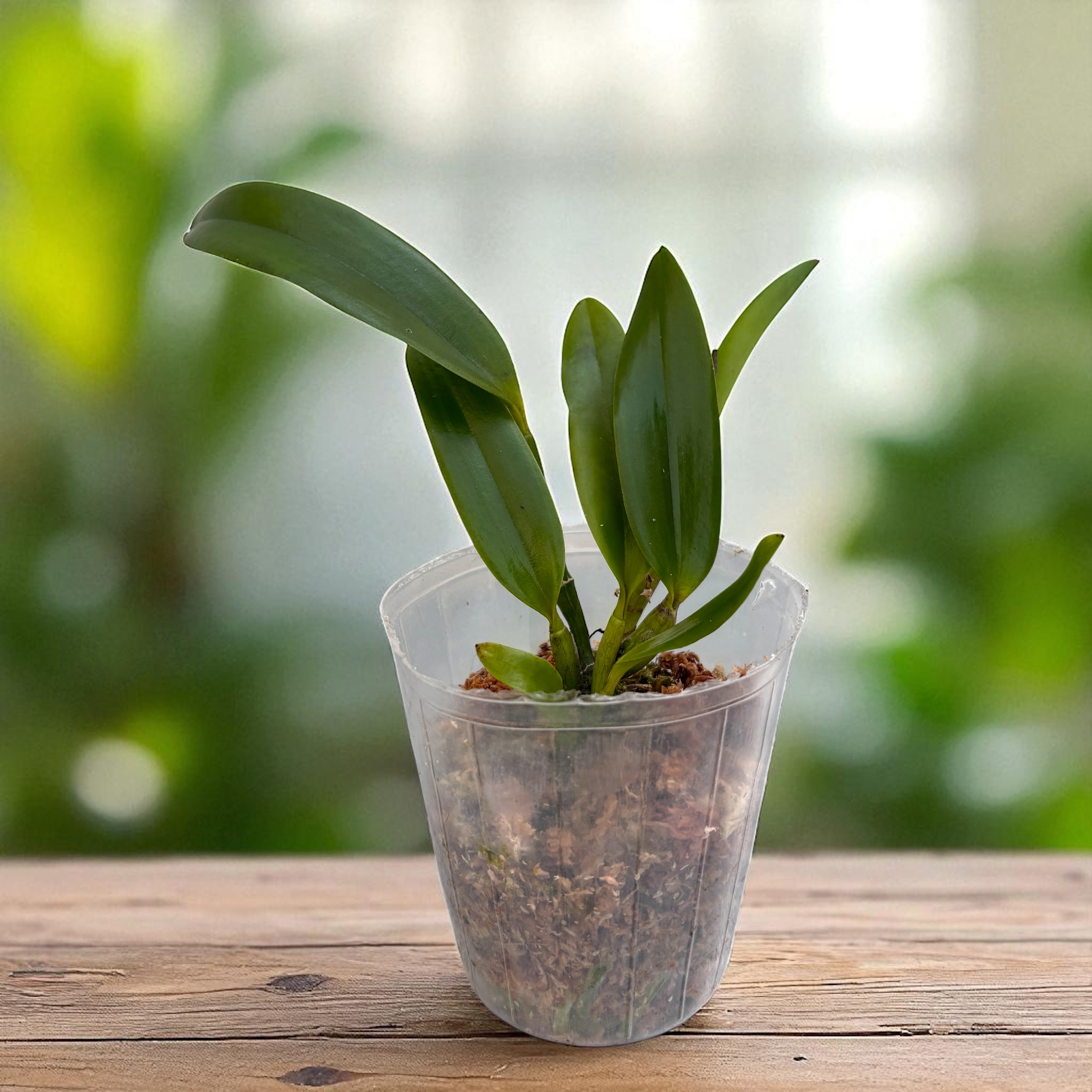 Cattleya Leopard Lou 'Satay' parfumat