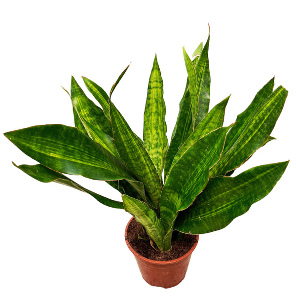 Sansevieria ‘Aubrytiana Nite Lite’