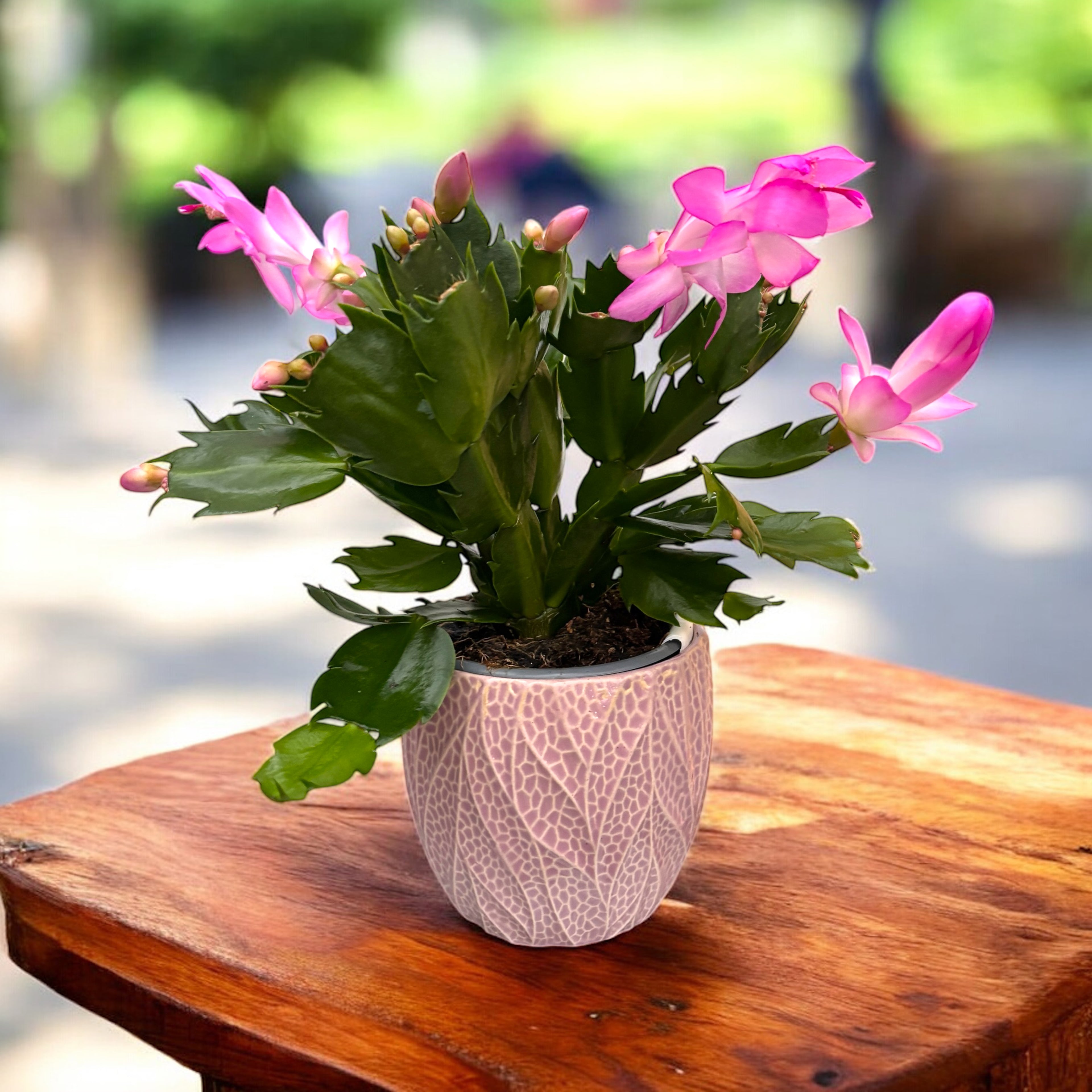 Schlumbergera ‘Thor Ida’ (Craciunita roz) 2pp