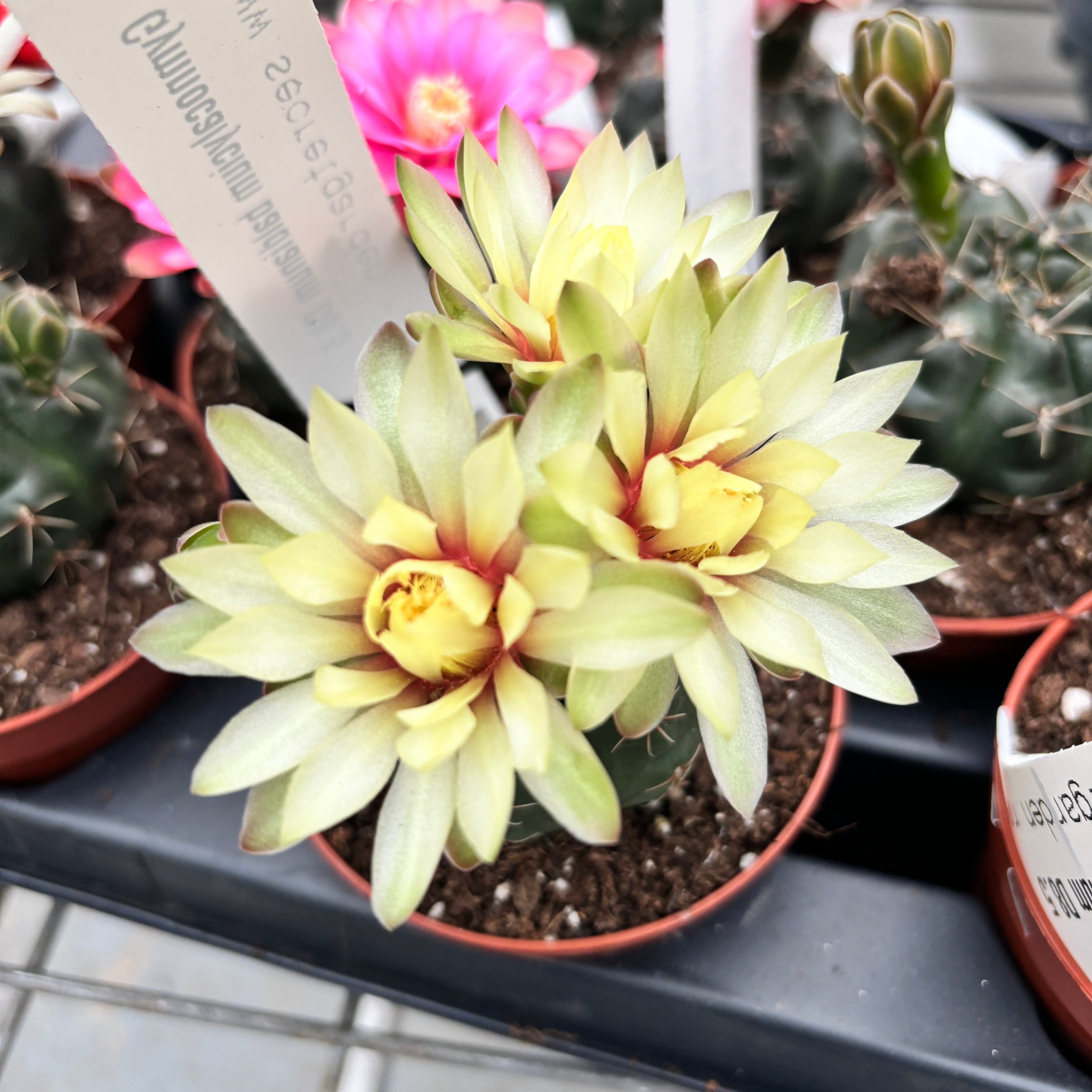 Gymnocalycium baldianum mix D8