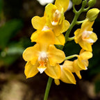 Phalaenopsis Younghome Golden Perfume (pelorik)