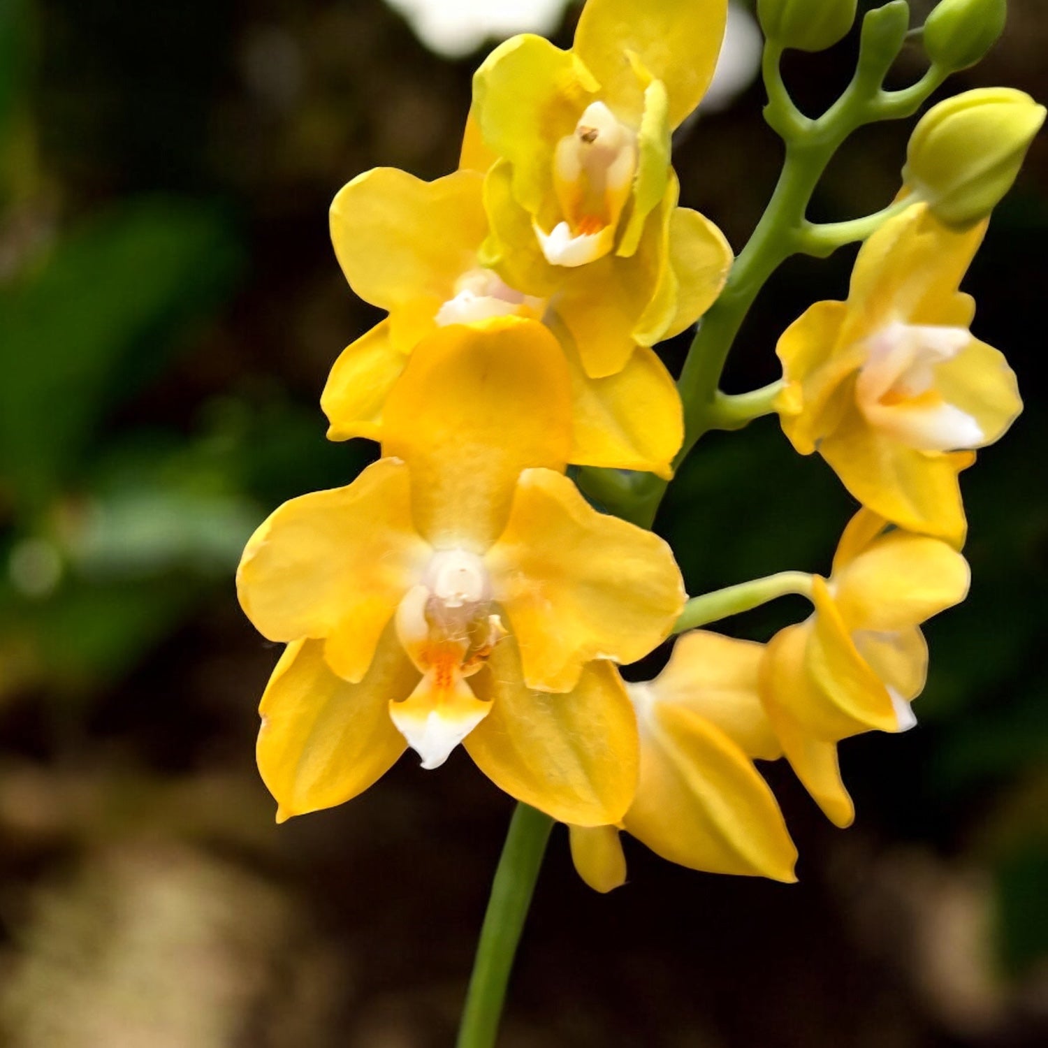 Phalaenopsis Younghome Golden Perfume (peloric)