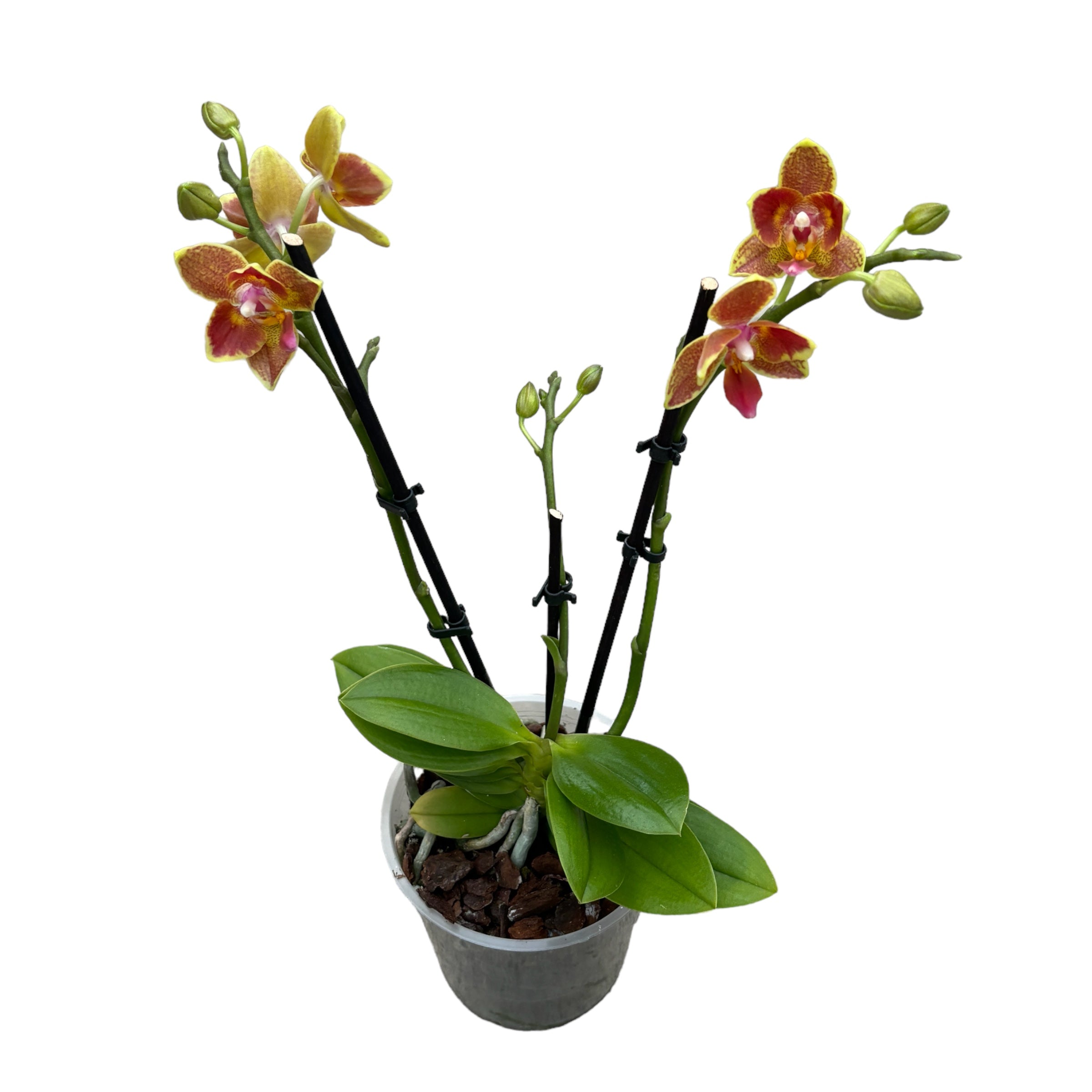 Phalaenopsis Yaphon Perbalm - pelorica