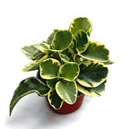 Peperomia obtusifolia 'Variegata'