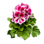 Pelargonium grandiflorum 'Bravo' (muscate englezesti)