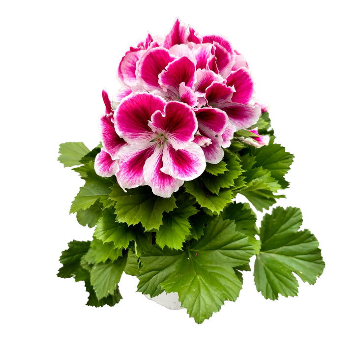 Pelargonium grandiflorum 'Bravo' (muscate englezesti)