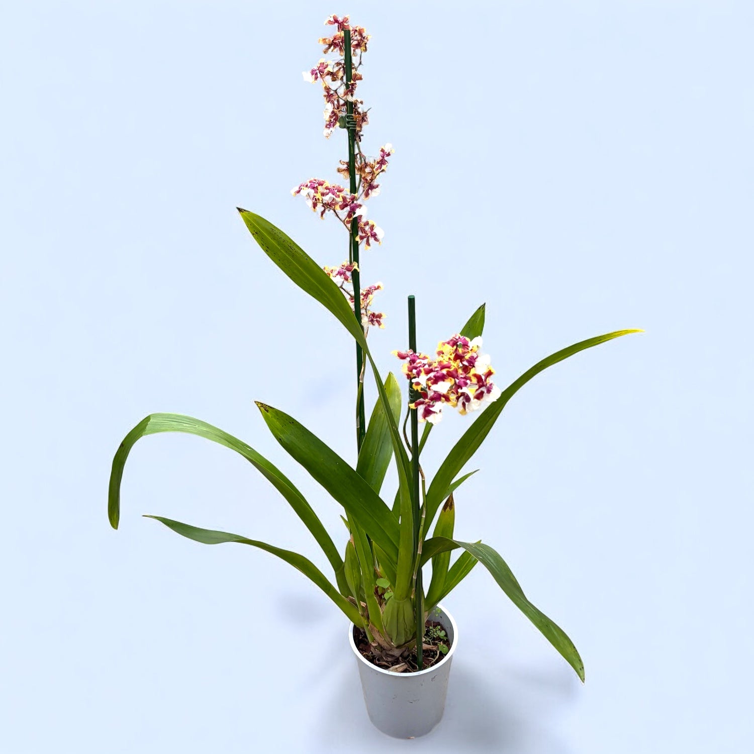 Oncidium Aka Baby 'Raspberry Chocolate' (intensywnie pachnące kwiaty)