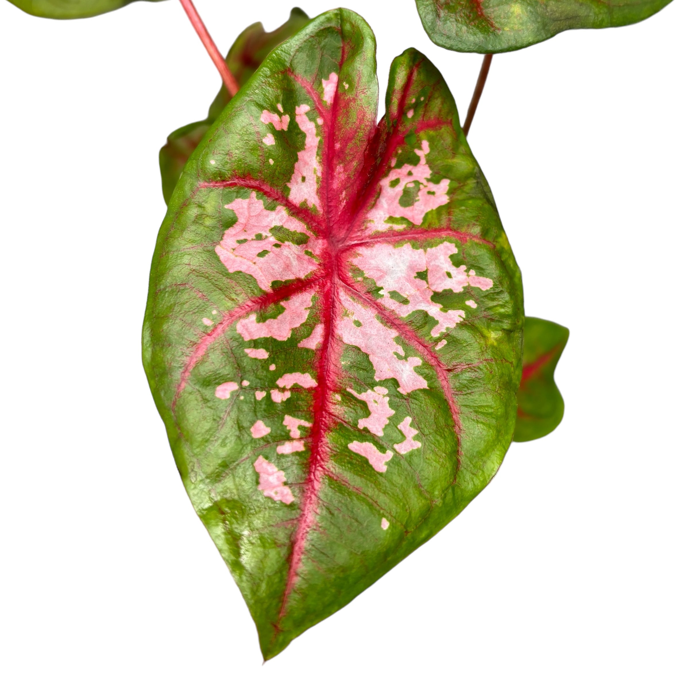 Caladium ‘Carolyn Whorton’