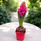 Zambile - Hyacinthus orientalis 'Jan Bos'