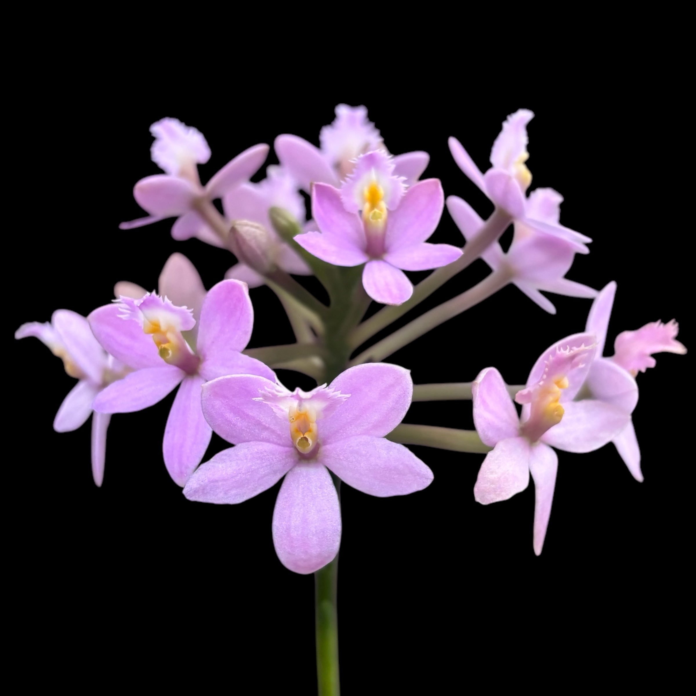 Epidendrum radicans ‘Light Pink’
