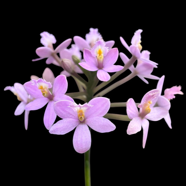 Epidendrum radicans 'Light Pink'