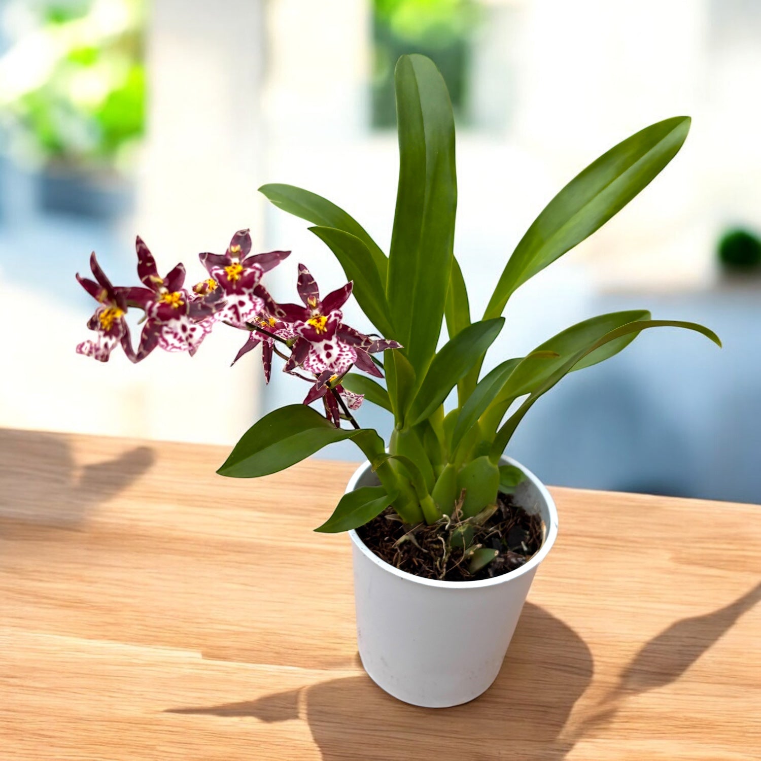 Oncidium (Cyrtocidium) Holm’s Wizard - gefleckt - sehr duftend!