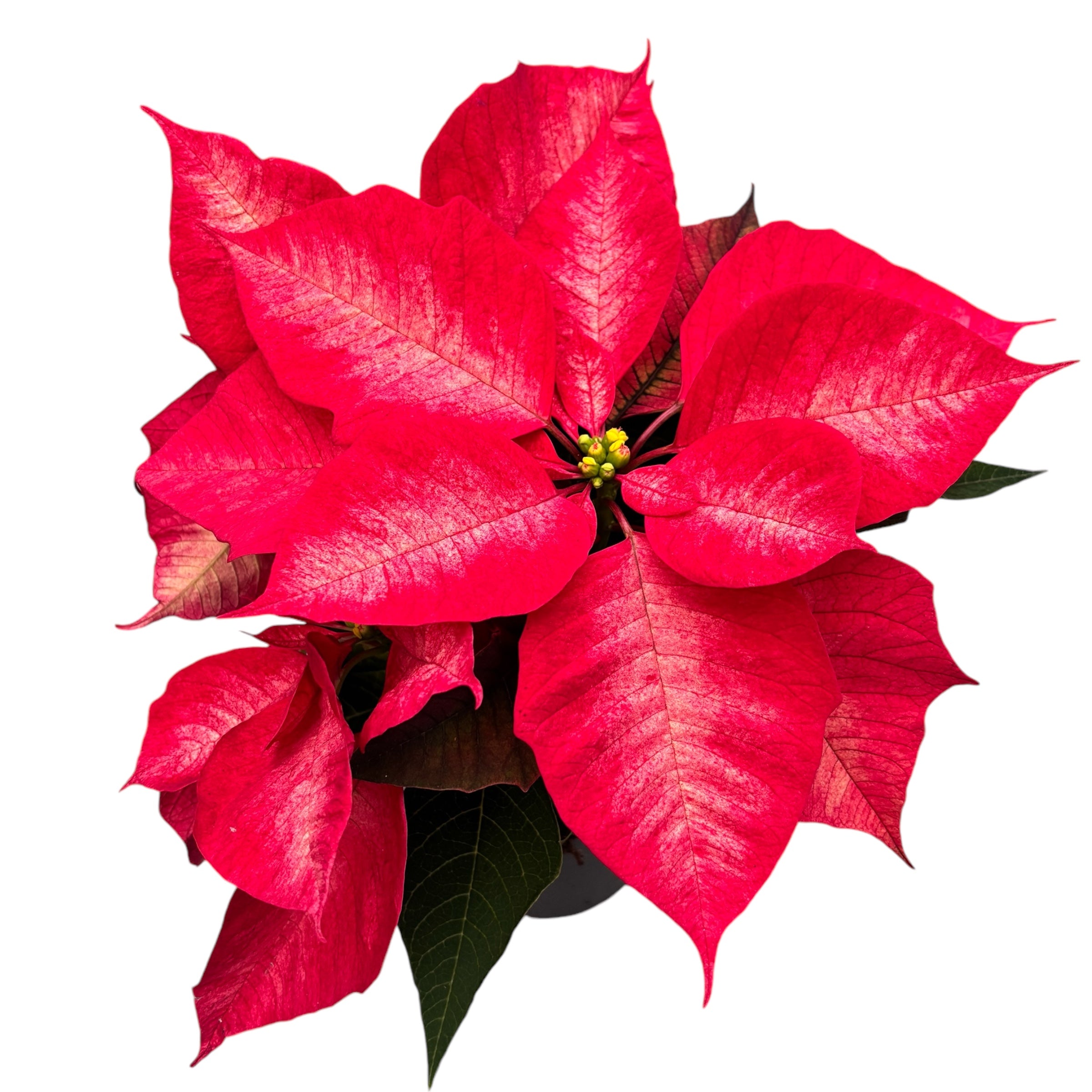 Euphorbia pulcherrima ‘Premium Picasso’