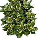 Sansevieria Hahnii 'Superstar'