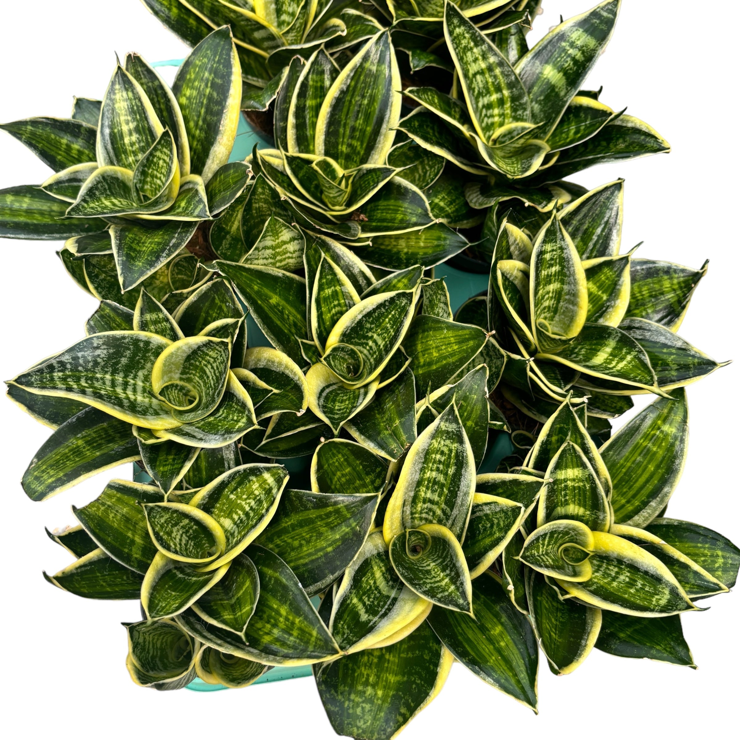 Sansevieria Hahnii 'Superstar'