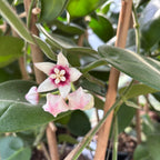 Hoya calycina 'Stargazer' - exemplare XL - cea mai parfumata Hoya
