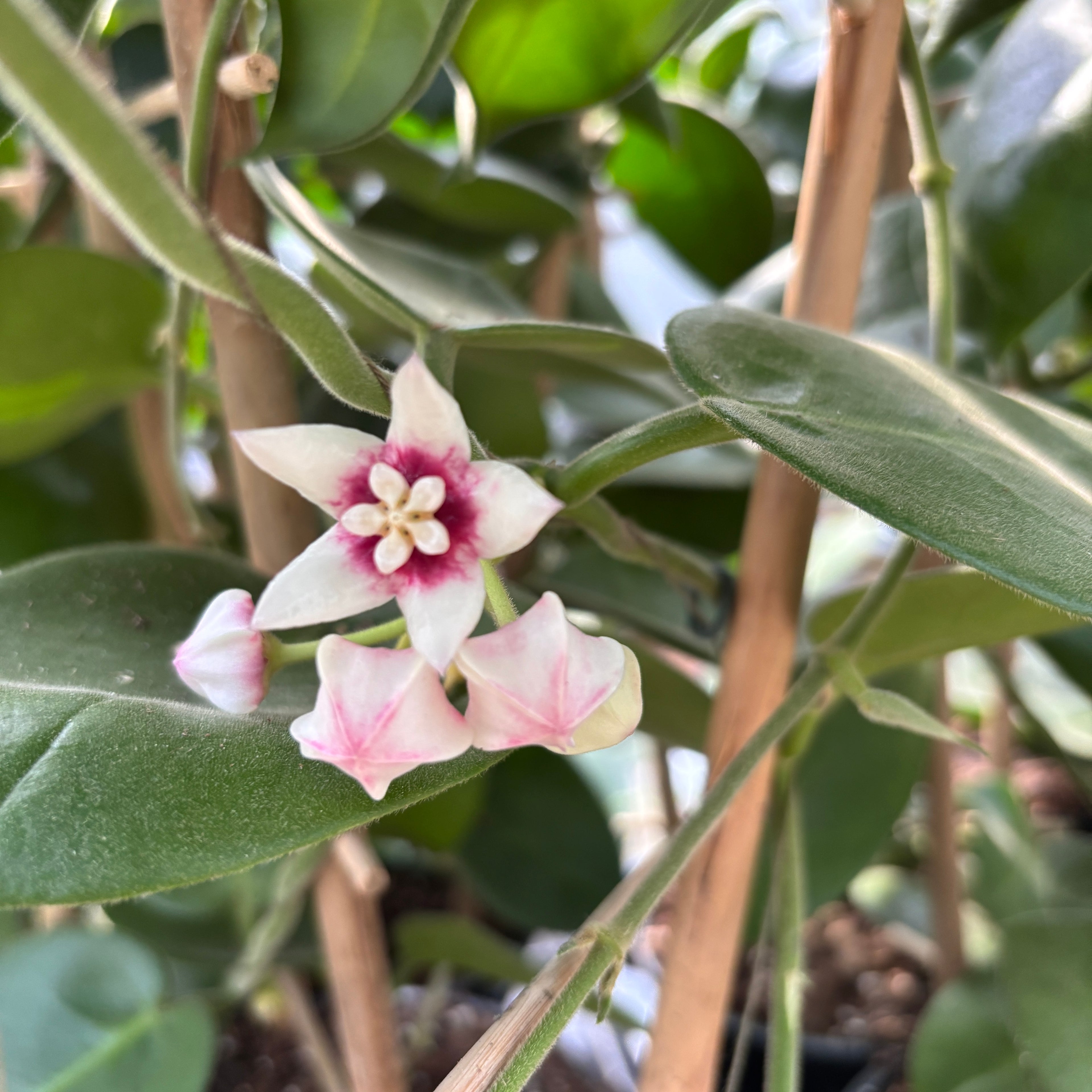 Hoya calycina 'Stargazer' - exemplare XL - cea mai parfumata Hoya
