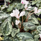 Cyclamen hederifolium ‘Album’ - delicatete de toamna cu flori albe pure si parfum subtil