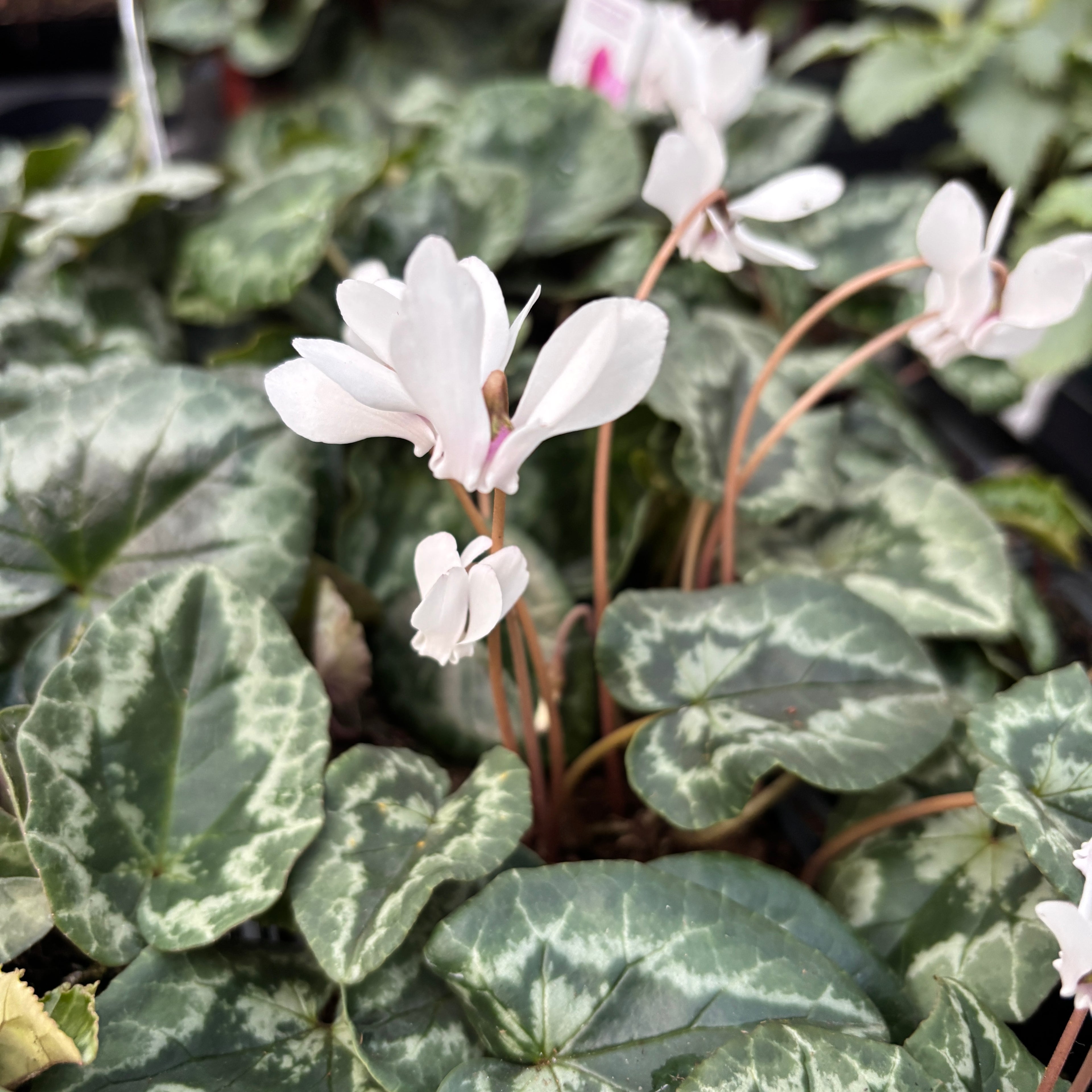 Cyclamen hederifolium ‘Album’ - delicatete de toamna cu flori albe pure si parfum subtil