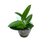 Cattleya leopoldii - parfumata